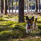 Illustration for article titled Why Use Turkey Tail to Boost Immunity in Your Dog?